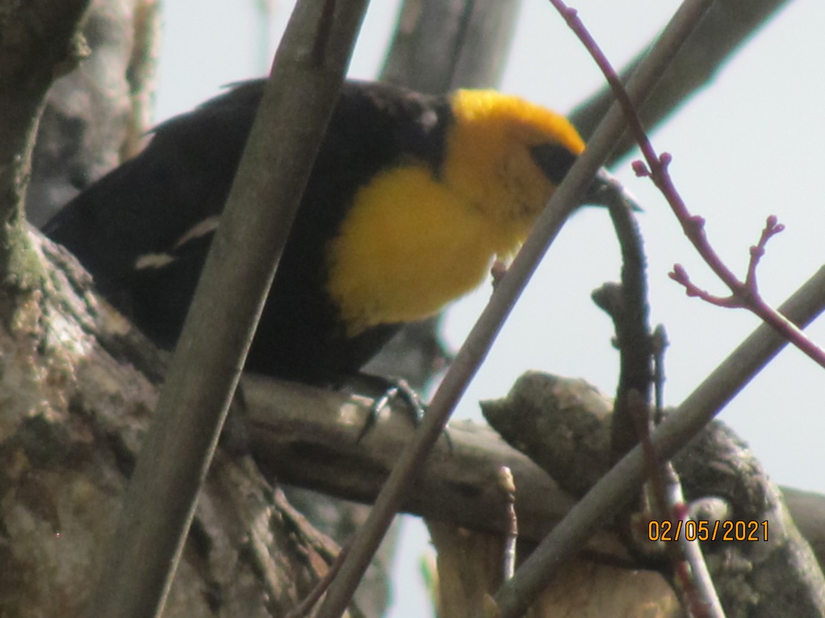 Yellow-headed Blackbird - ML364943461