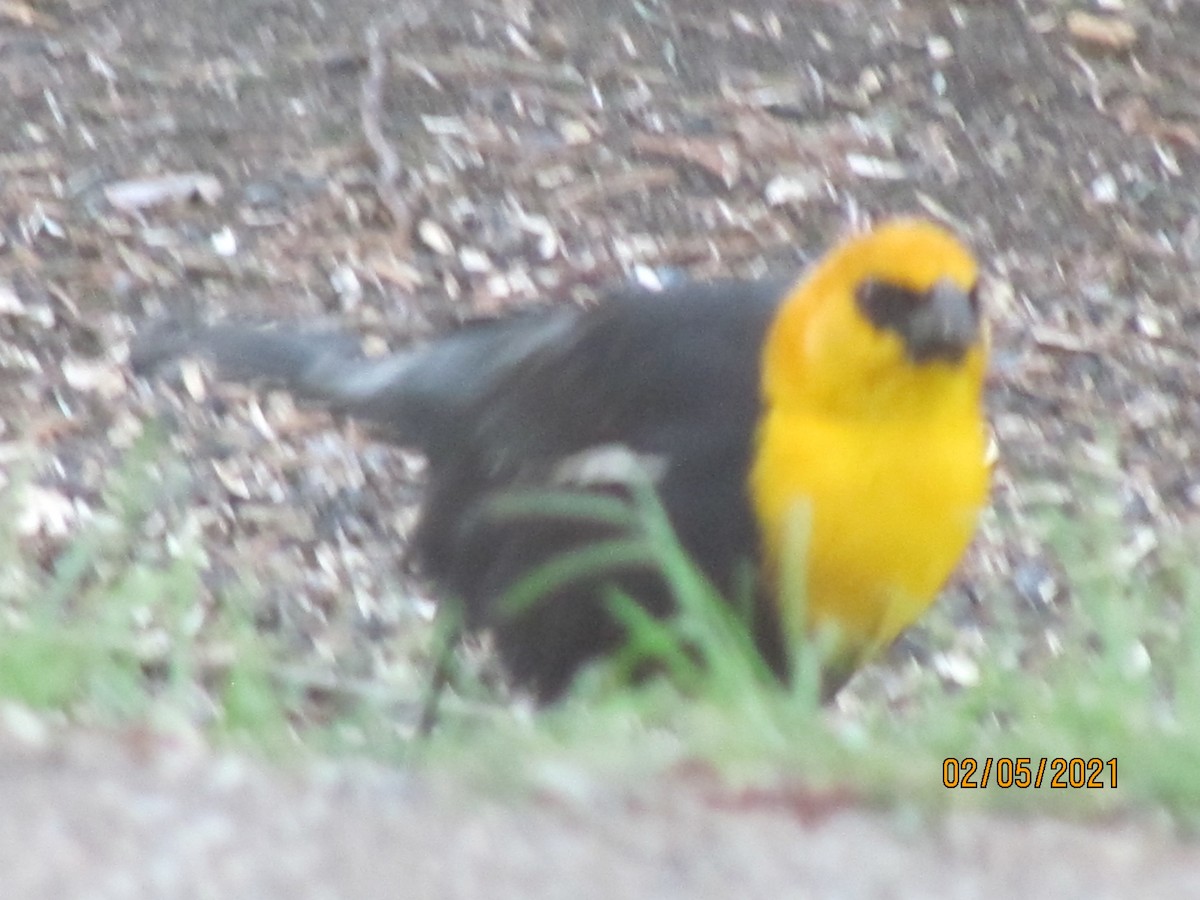 Yellow-headed Blackbird - ML364943551