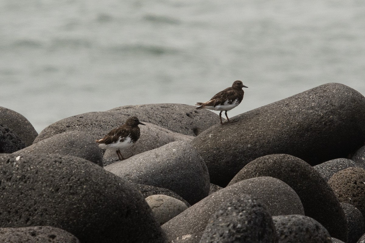 Black Turnstone - ML364943571