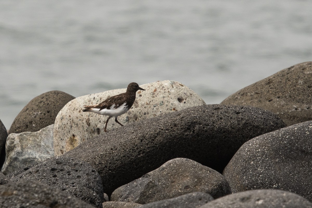 Black Turnstone - ML364943581