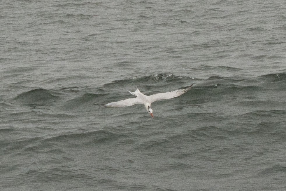 Royal Tern - ML364943891