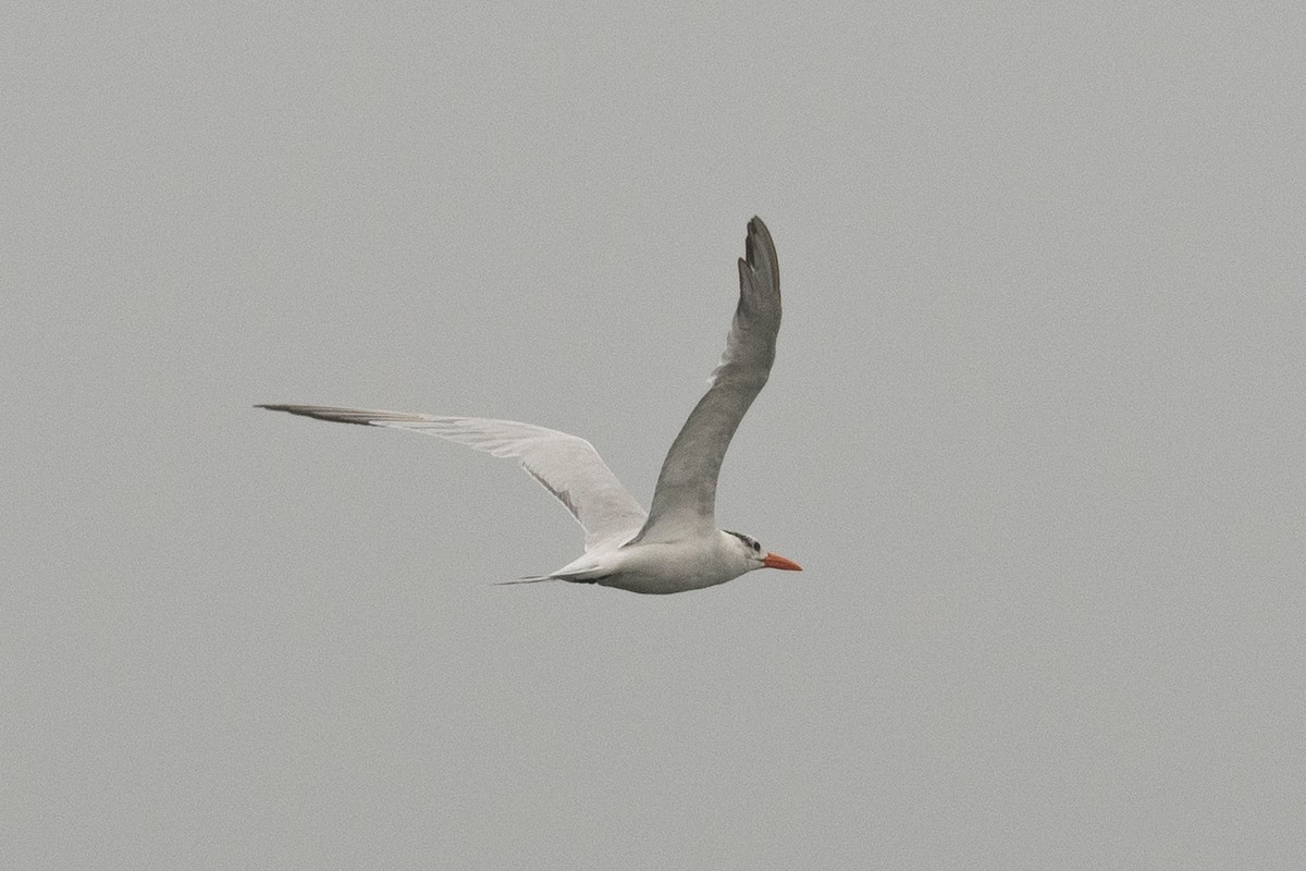 Royal Tern - ML364943951