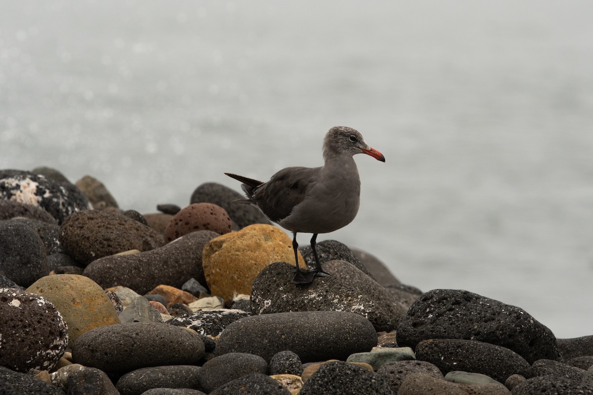 Heermann's Gull - ML364944151