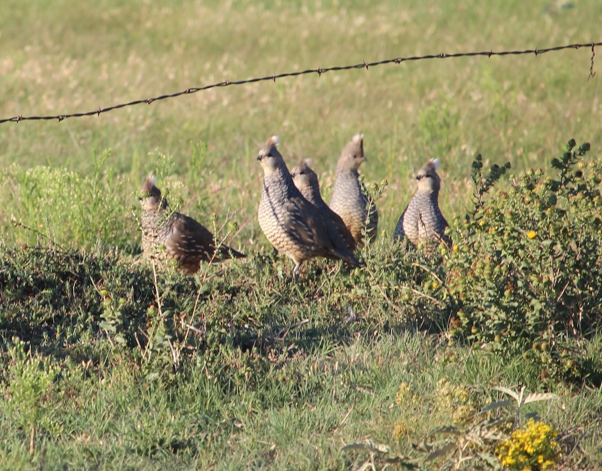 Scaled Quail - ML36494521