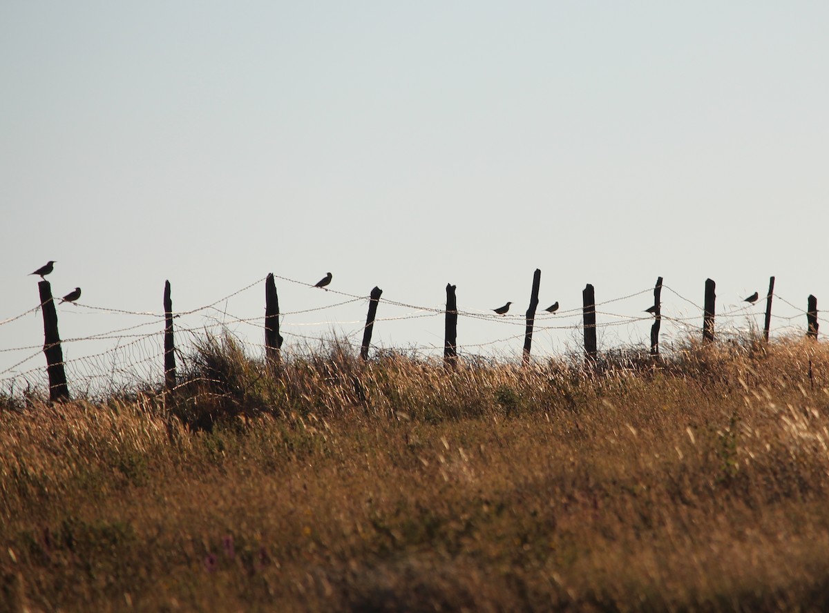 Eastern Meadowlark - ML36494691