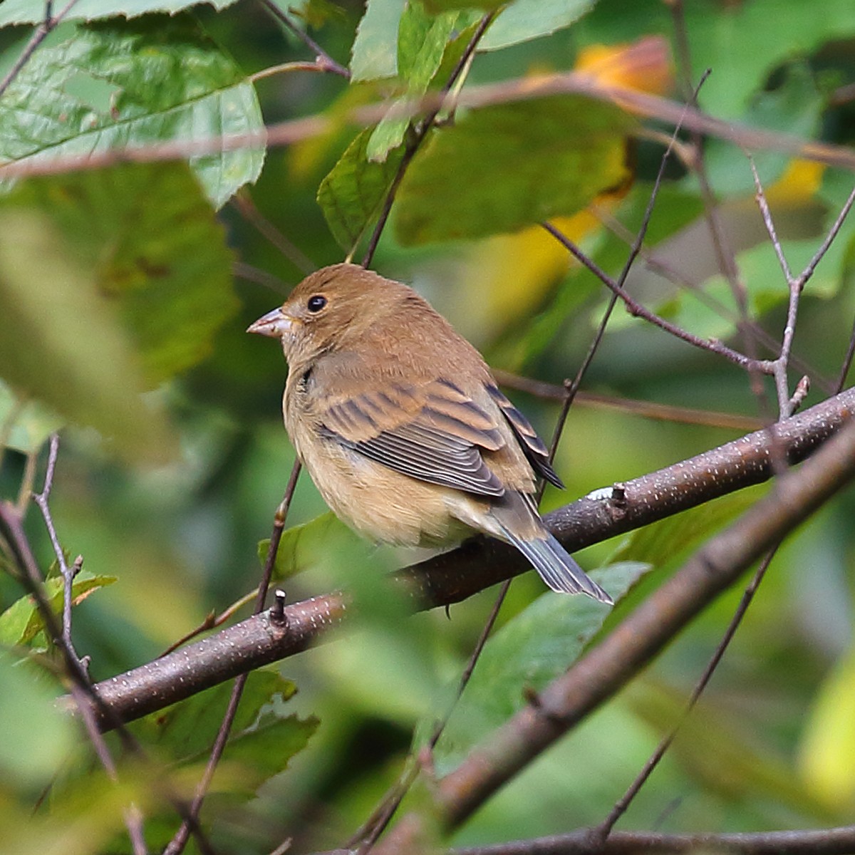 Indigo Bunting - ML36495181