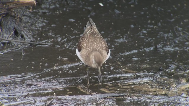 Solitary Sandpiper - ML364952871