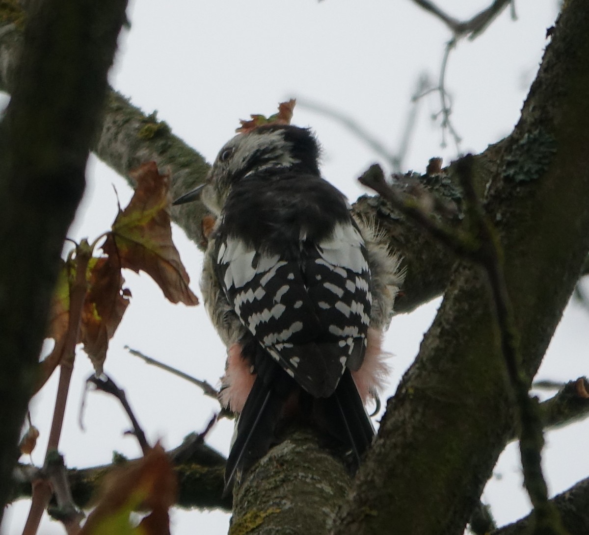 Middle Spotted Woodpecker - Bernard Varesi