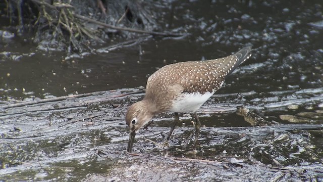 Solitary Sandpiper - ML364954151