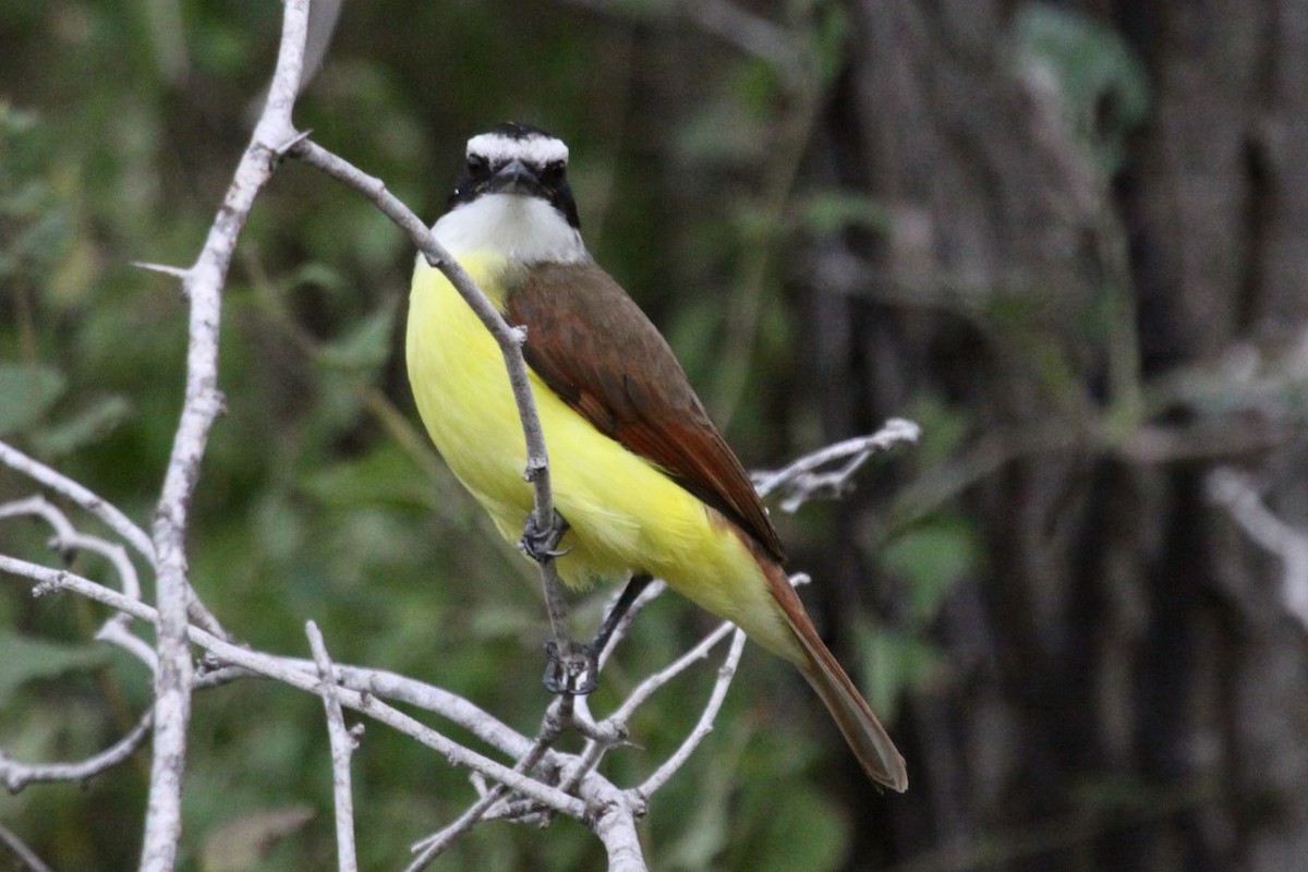 Great Kiskadee - ML364954951