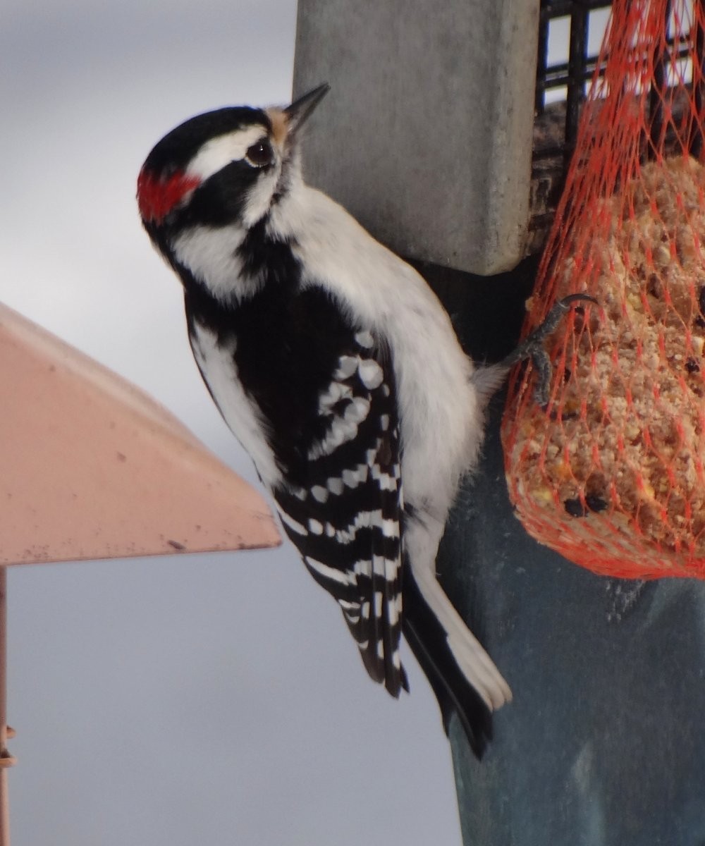 Downy Woodpecker - ML36495561