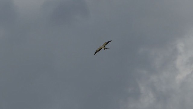 Swallow-tailed Kite - ML364958701