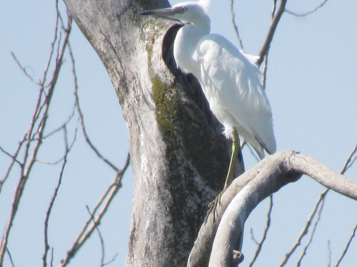 Little Blue Heron - Meg Glines