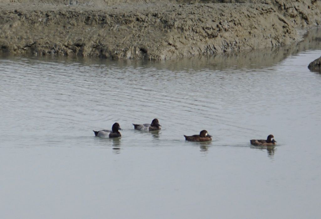 Greater Scaup - ML364962061