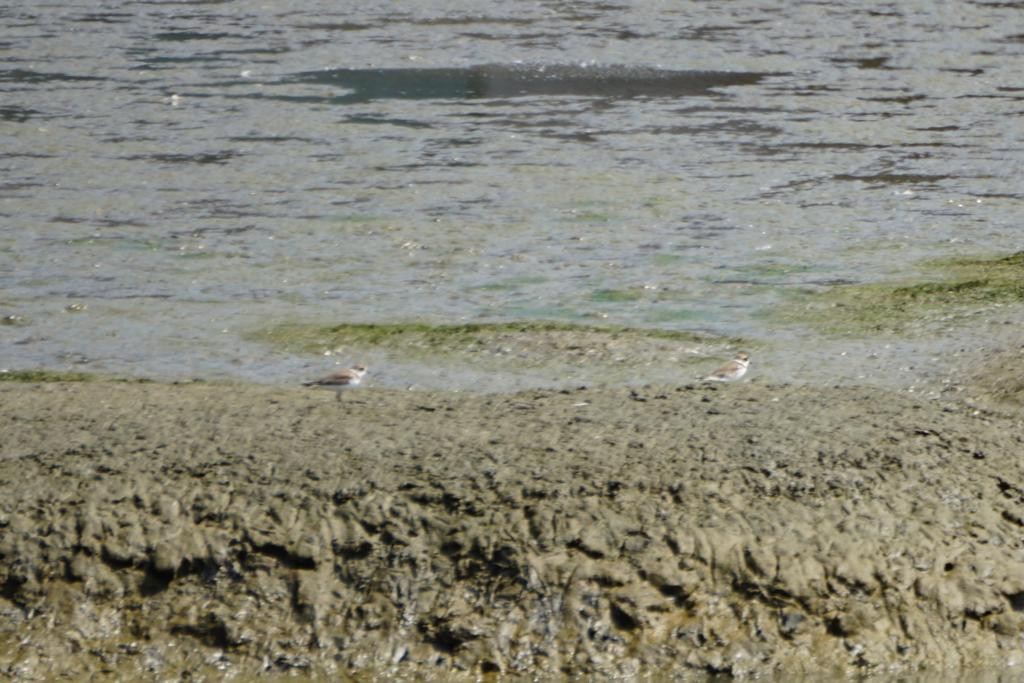 Semipalmated Plover - ML364962171