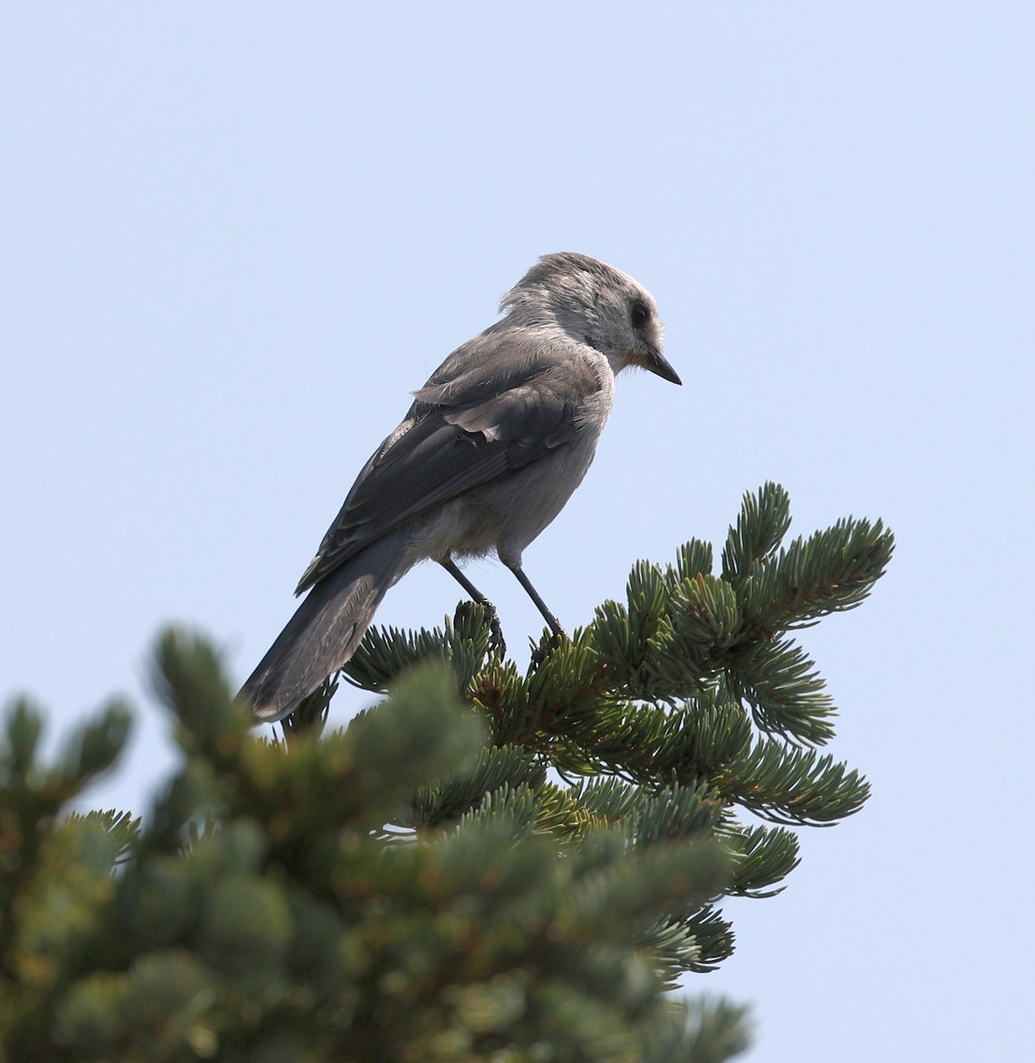 Canada Jay - ML364963011