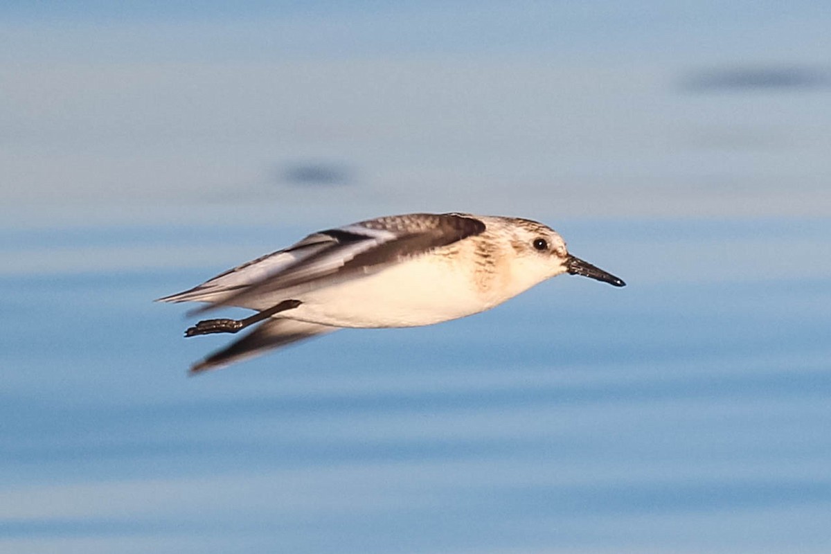 Bécasseau sanderling - ML364965191