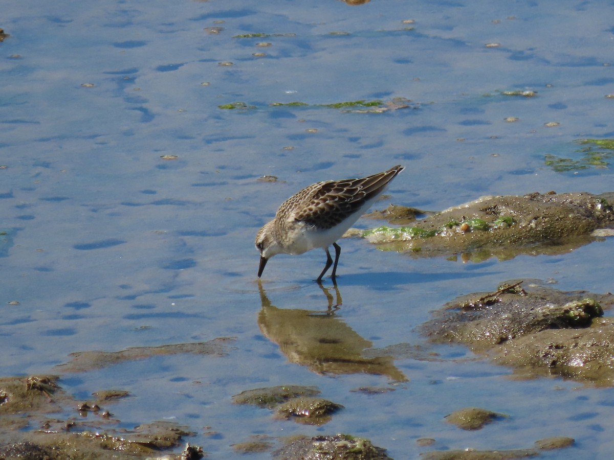 Semipalmated Sandpiper - Kyle Leader