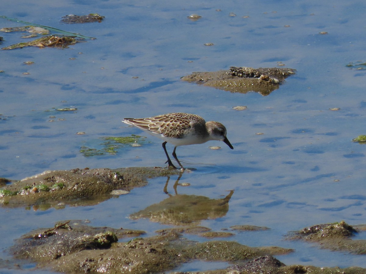 Semipalmated Sandpiper - Kyle Leader
