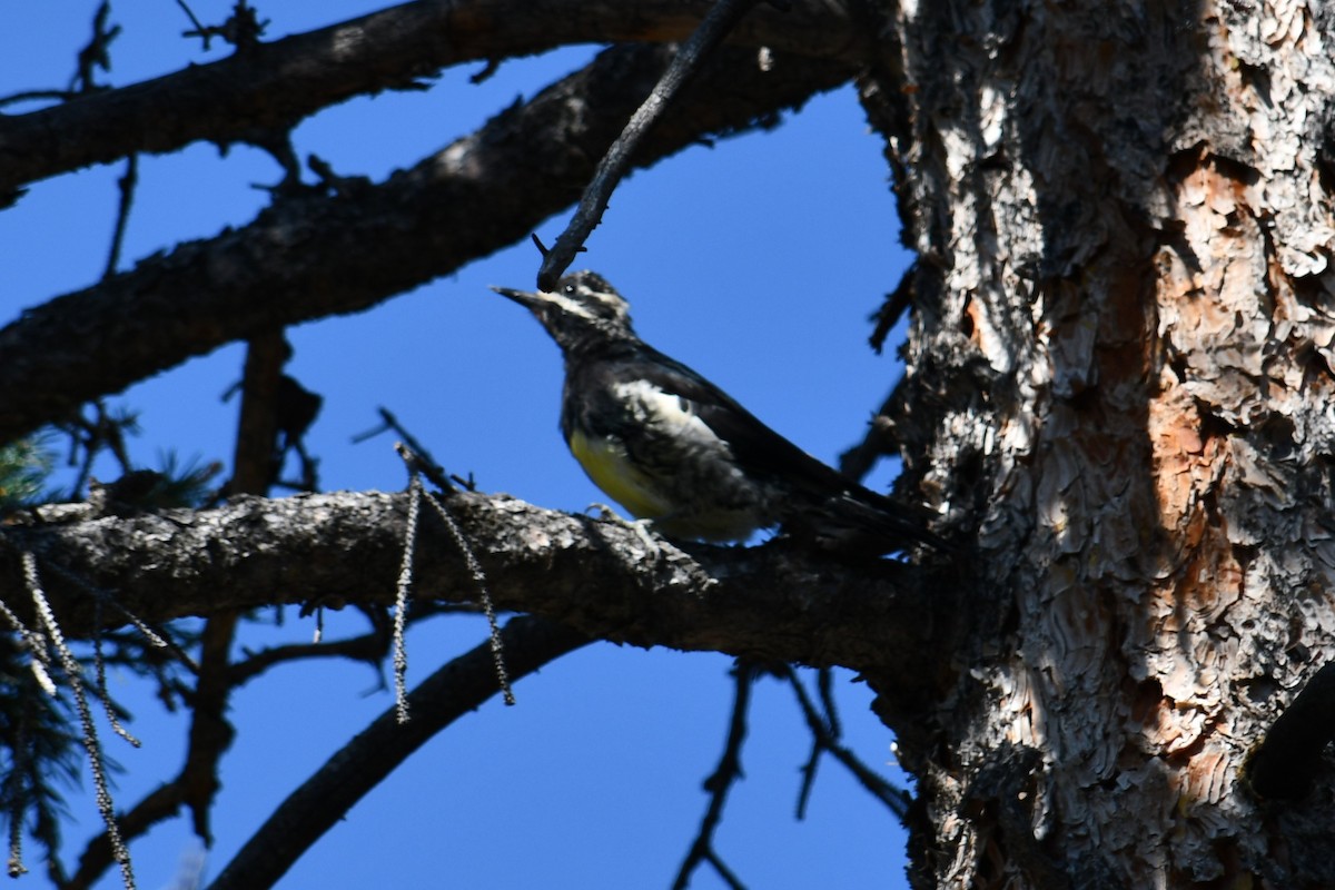 Williamson's Sapsucker - ML364966451