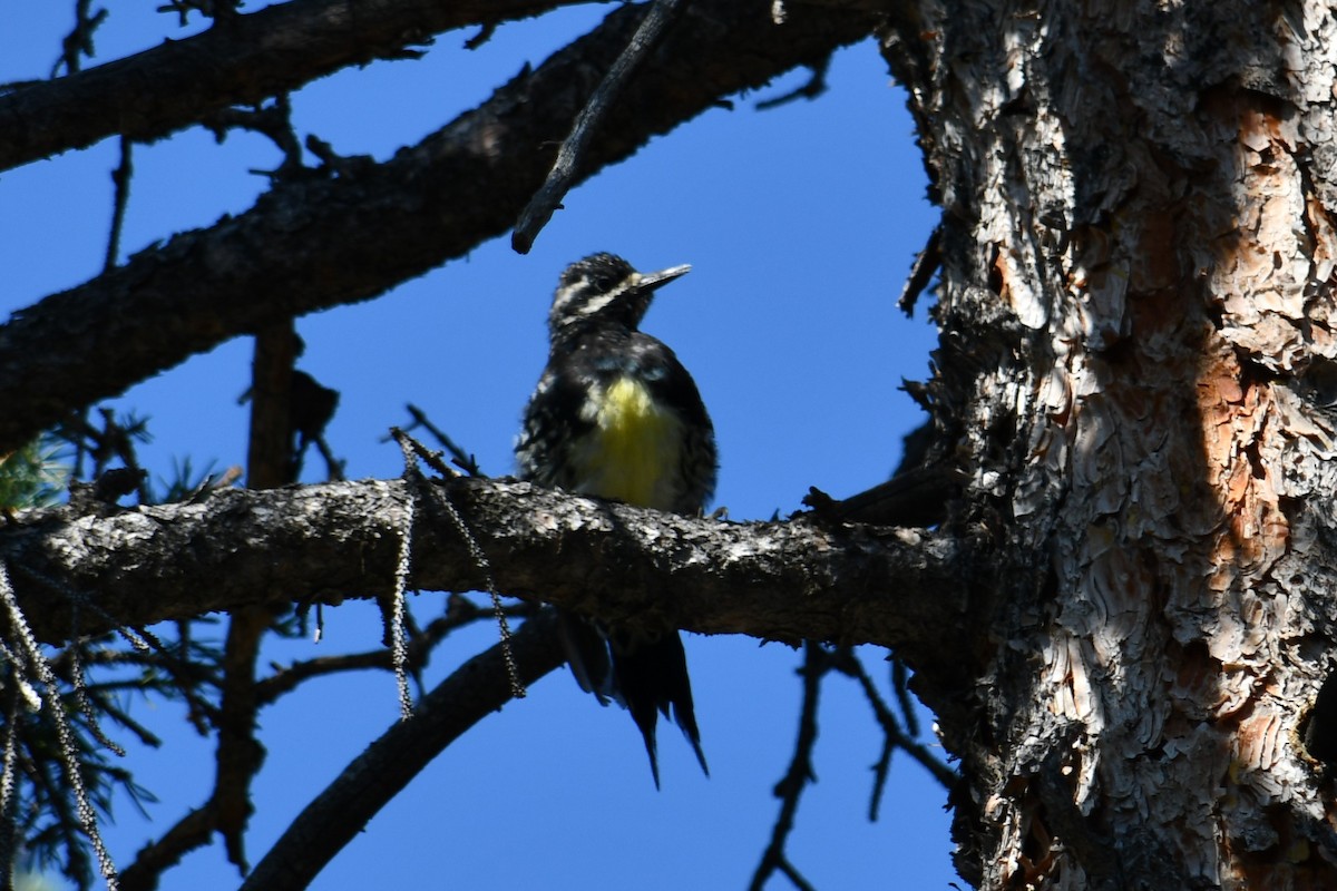 Williamson's Sapsucker - ML364966491