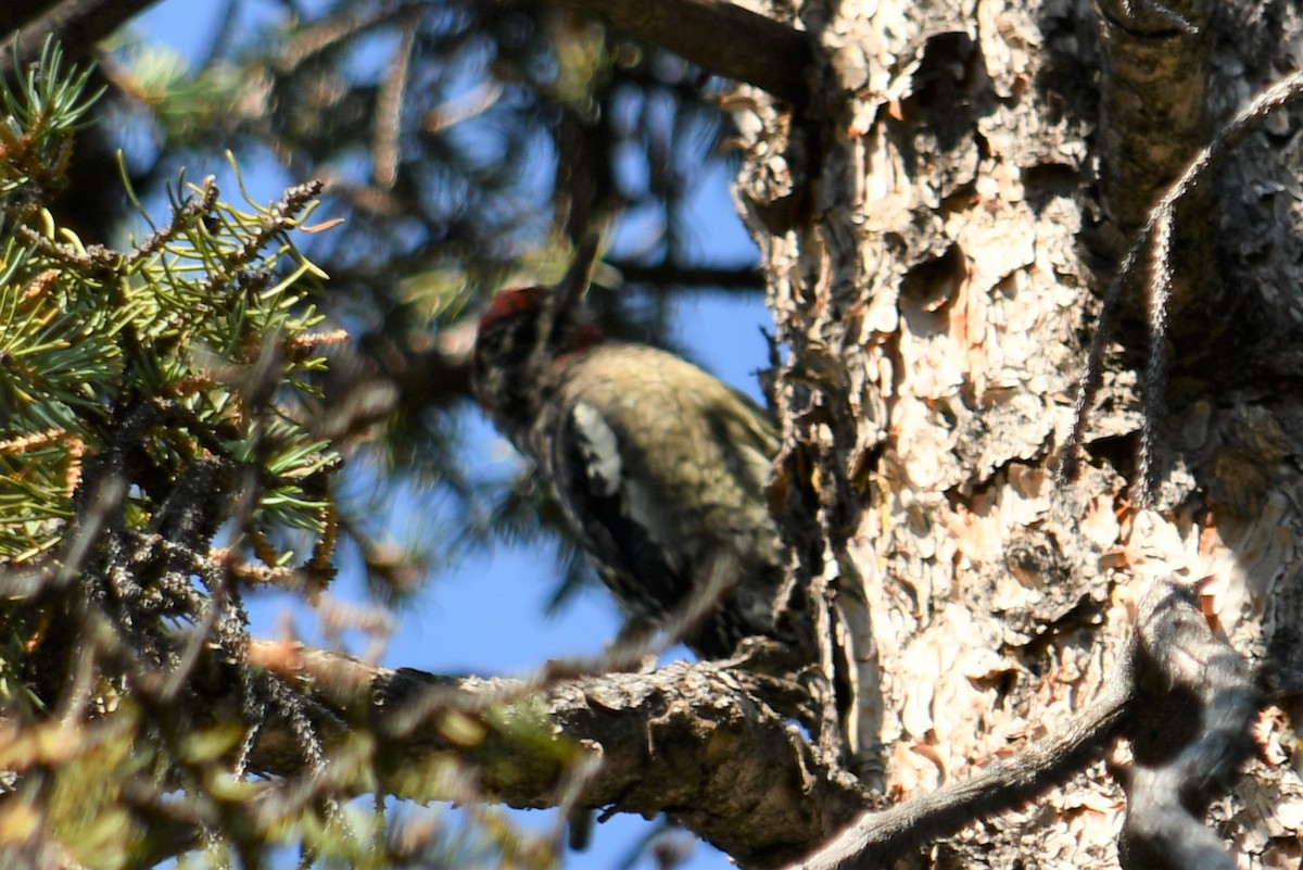 Red-naped Sapsucker - ML364966601