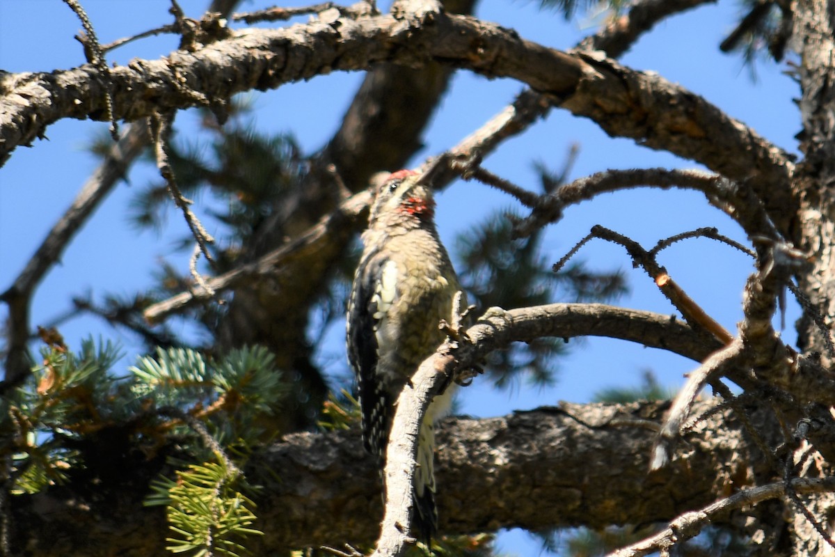 Red-naped Sapsucker - ML364966651