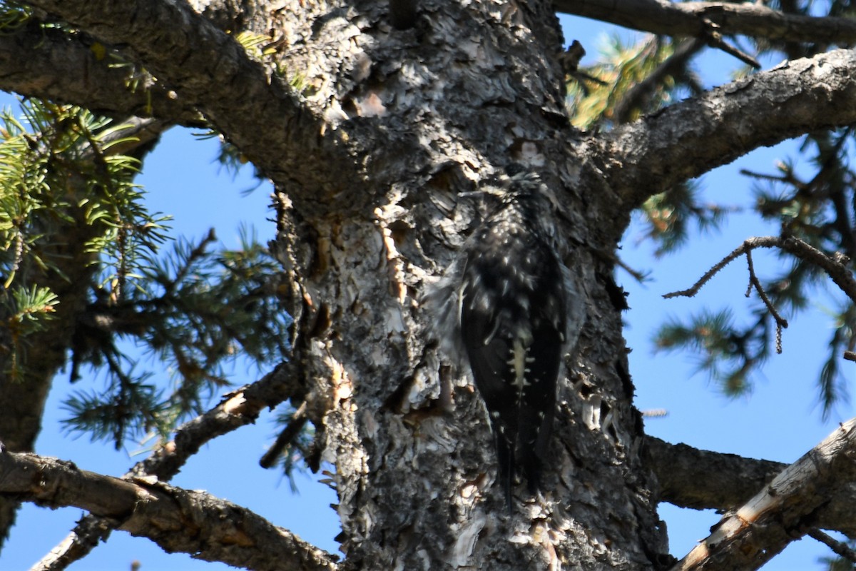Red-naped Sapsucker - ML364966741