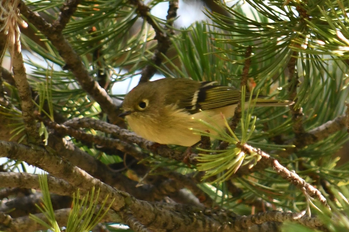 Ruby-crowned Kinglet - ML364966781
