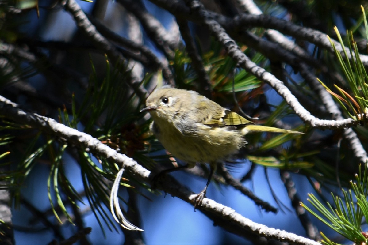 Ruby-crowned Kinglet - ML364966811