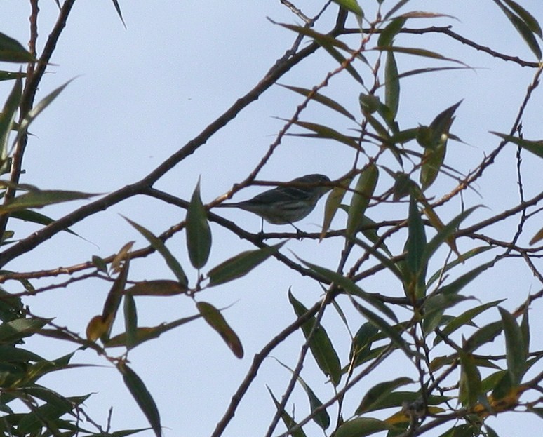 Yellow-rumped Warbler - ML36496891