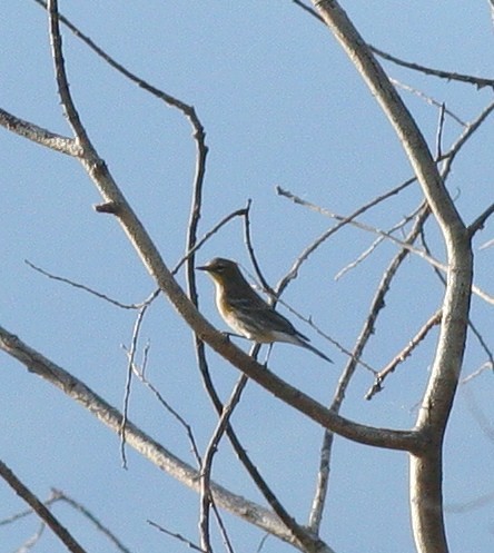 Yellow-rumped Warbler - Matthew Bowman