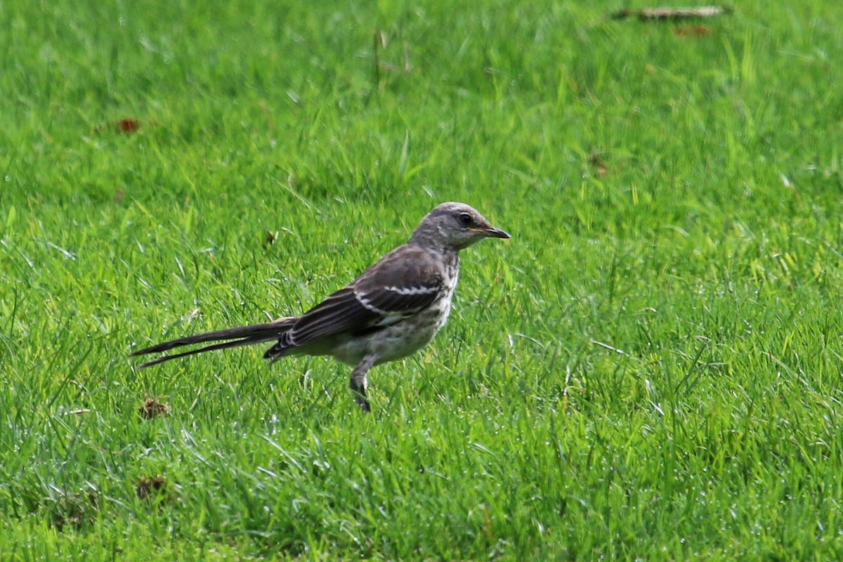 Northern Mockingbird - ML364969651