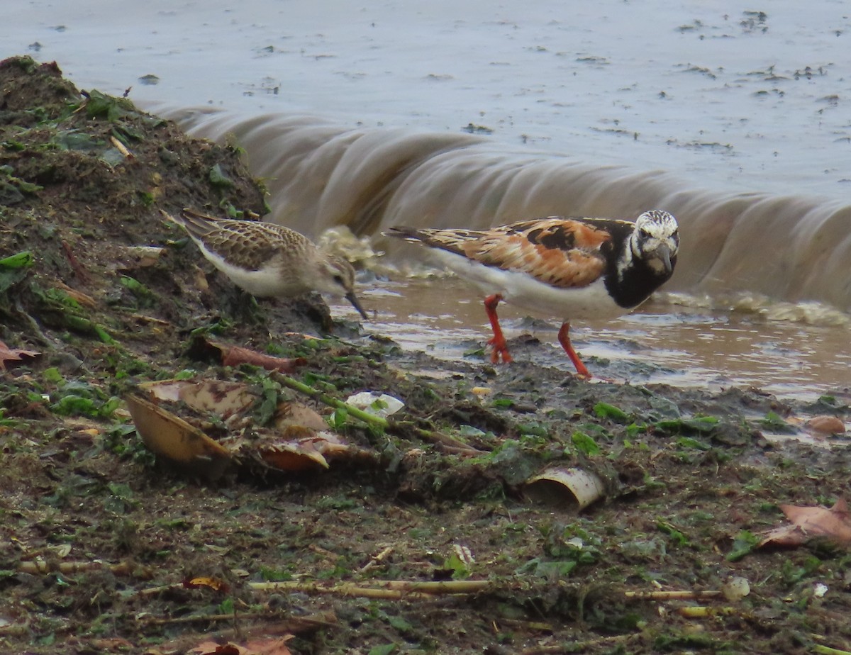Алаг хайргач - ML364970111