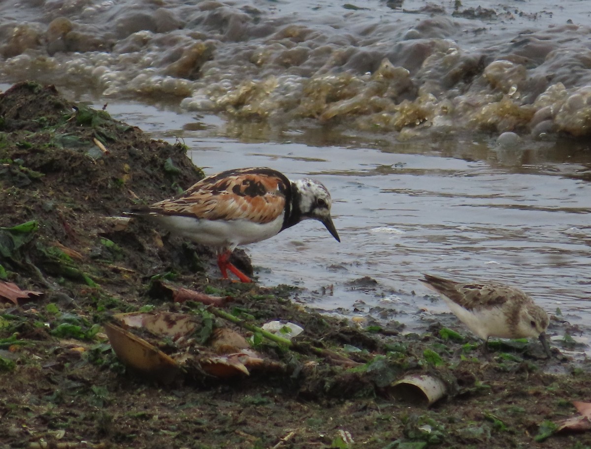 Алаг хайргач - ML364970121