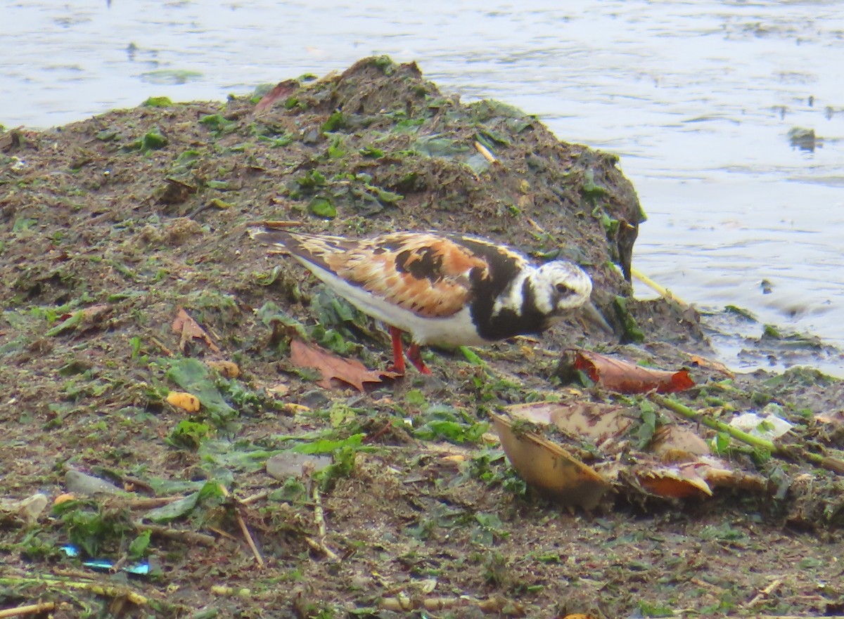 Алаг хайргач - ML364970131