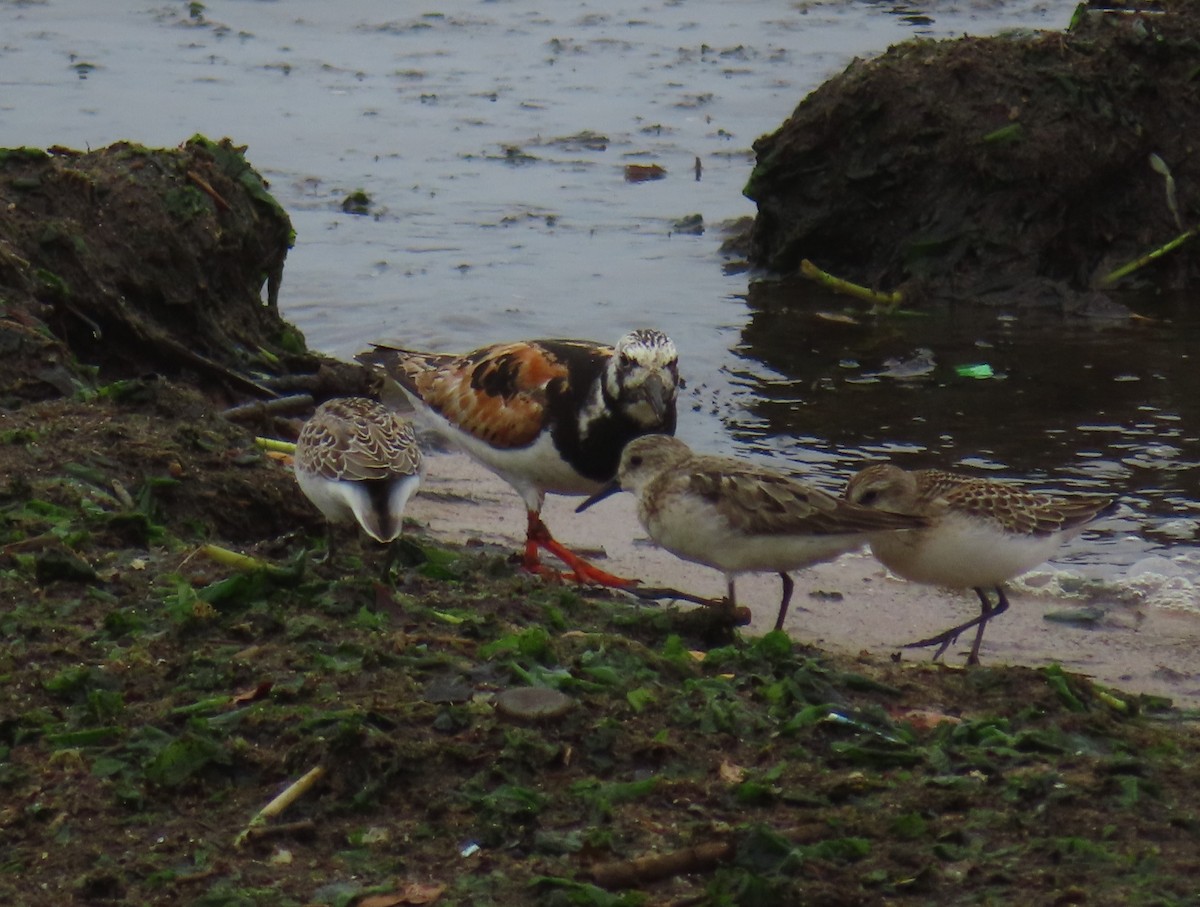 Алаг хайргач - ML364970141