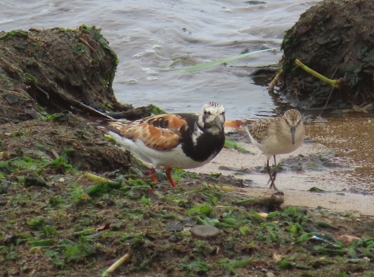 Алаг хайргач - ML364970151