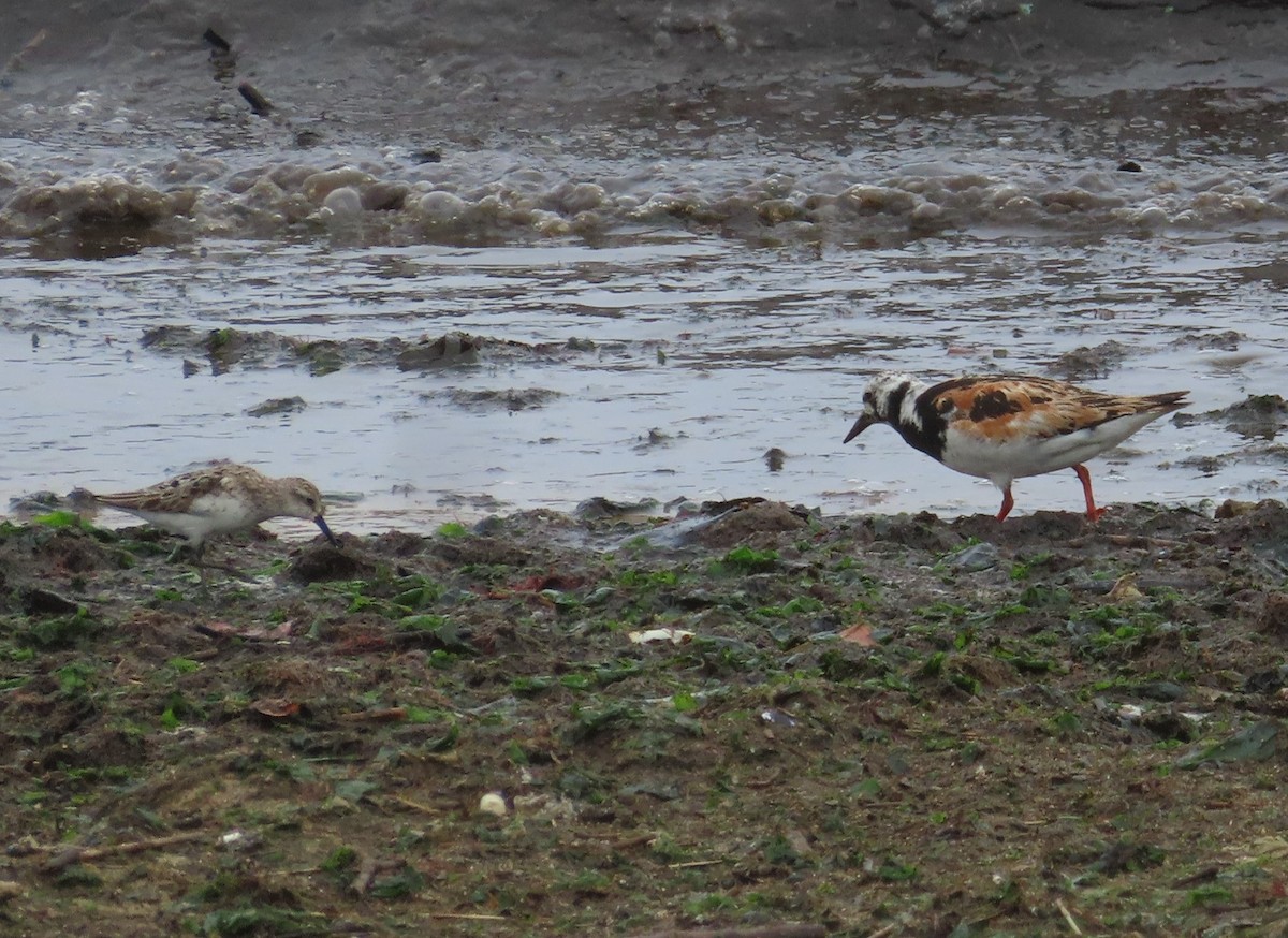 Алаг хайргач - ML364970161