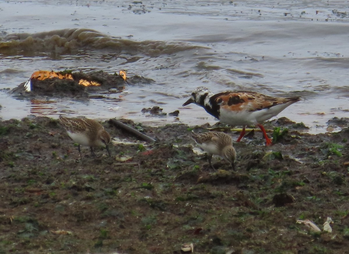 Алаг хайргач - ML364970171