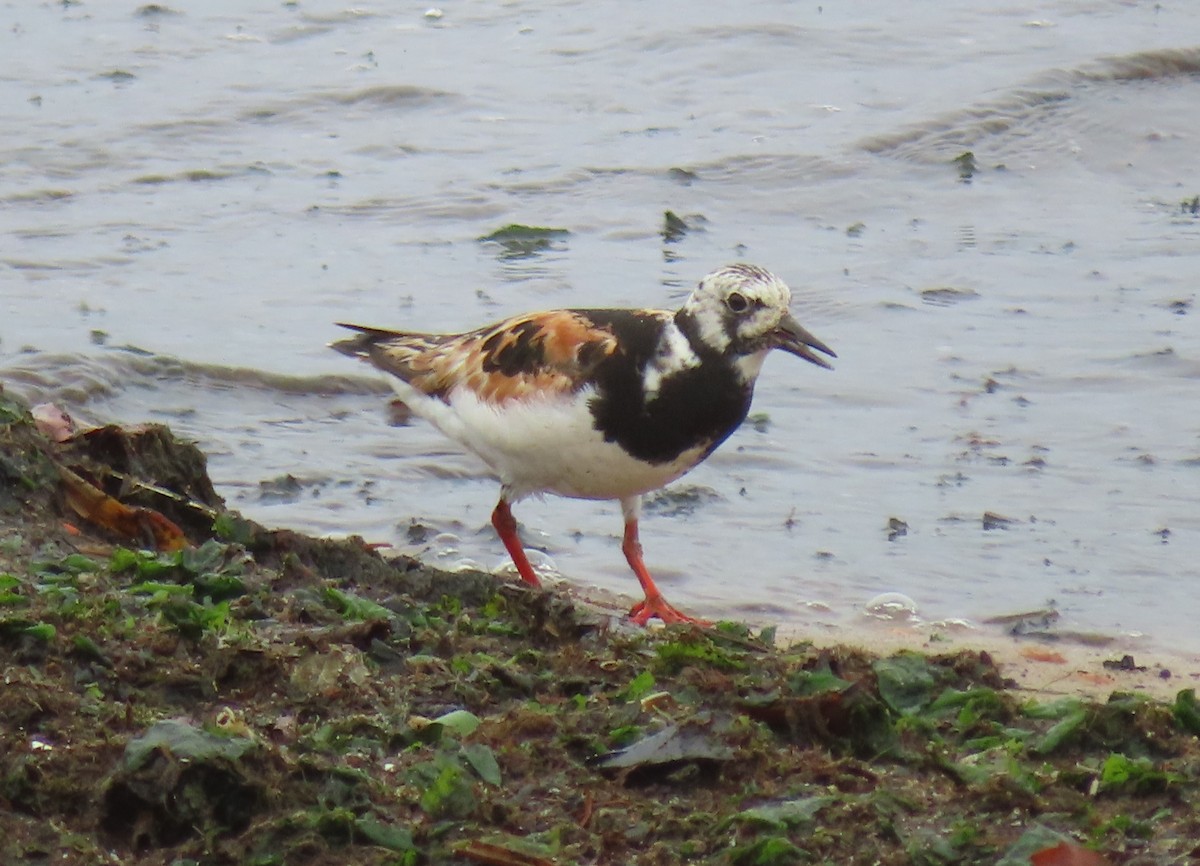 Алаг хайргач - ML364970181