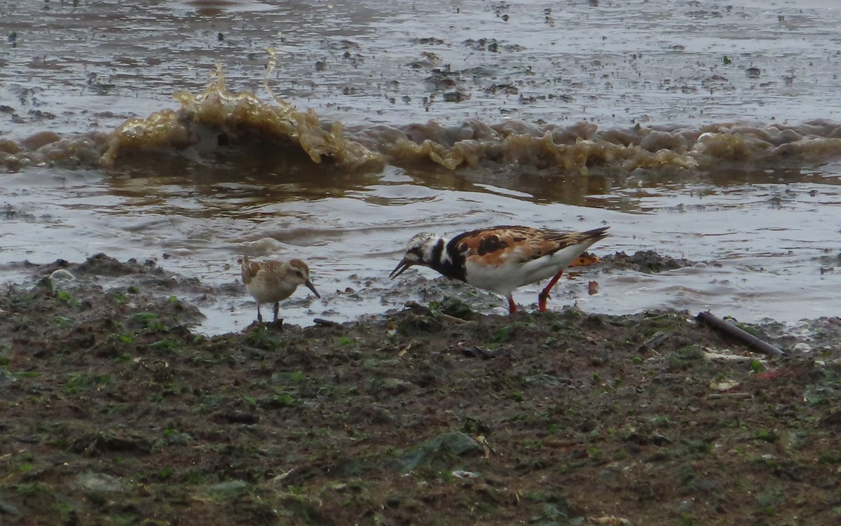 Алаг хайргач - ML364970191