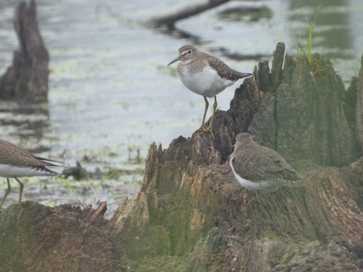 Solitary Sandpiper - ML364970321