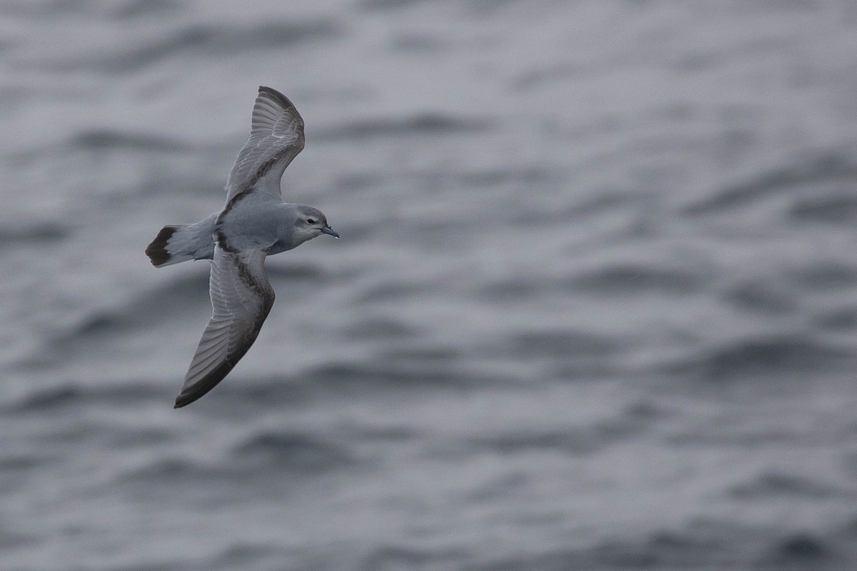 Fulmar Prion - ML364971181