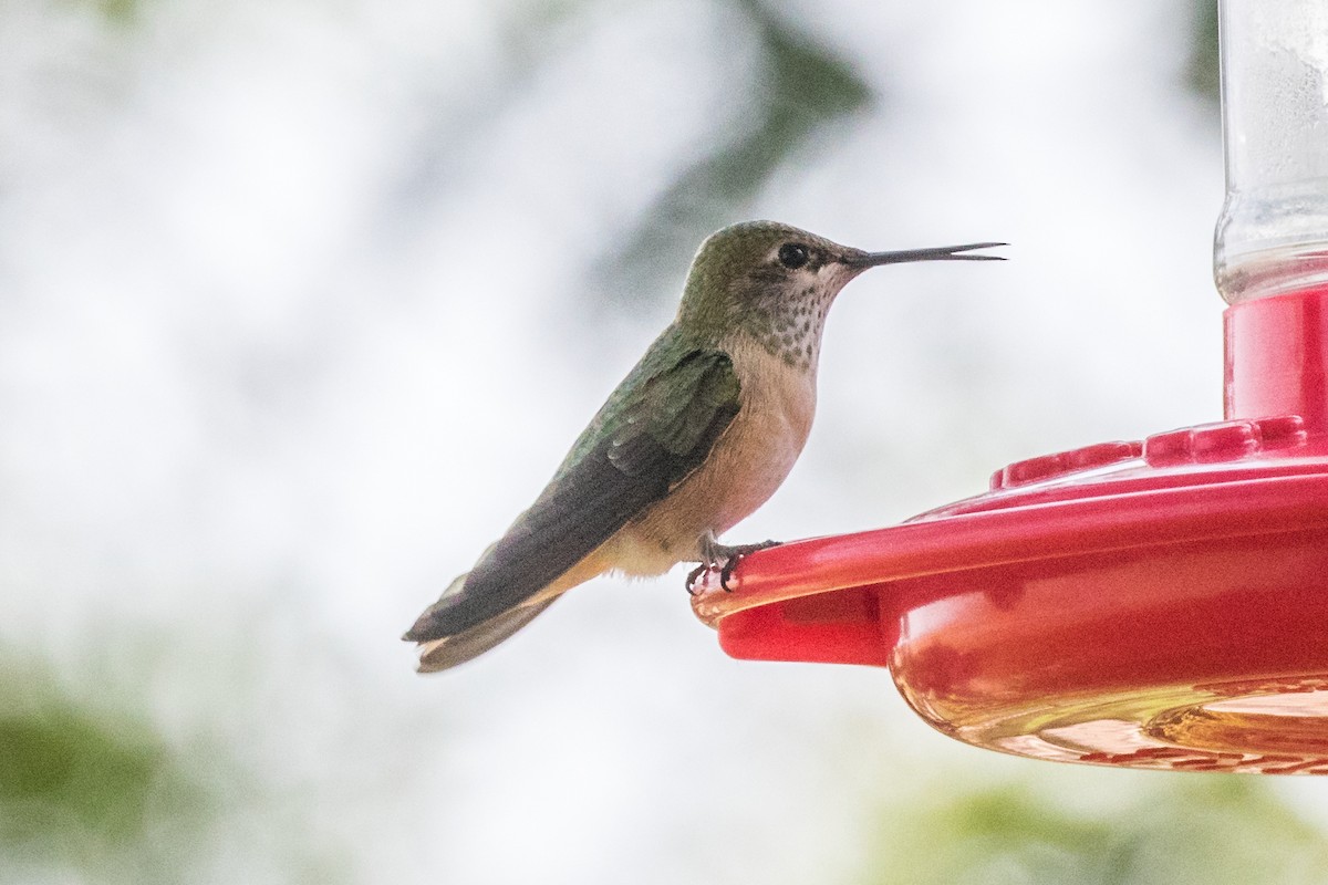 Broad-tailed Hummingbird - ML364971261