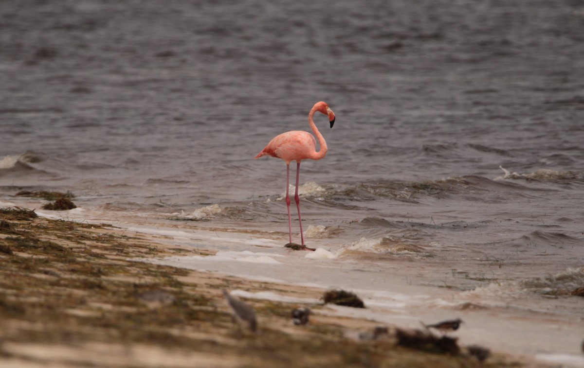 Amerika Flamingosu - ML364971301