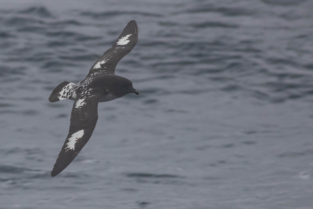 Cape Petrel (Snares) - Doug Gochfeld