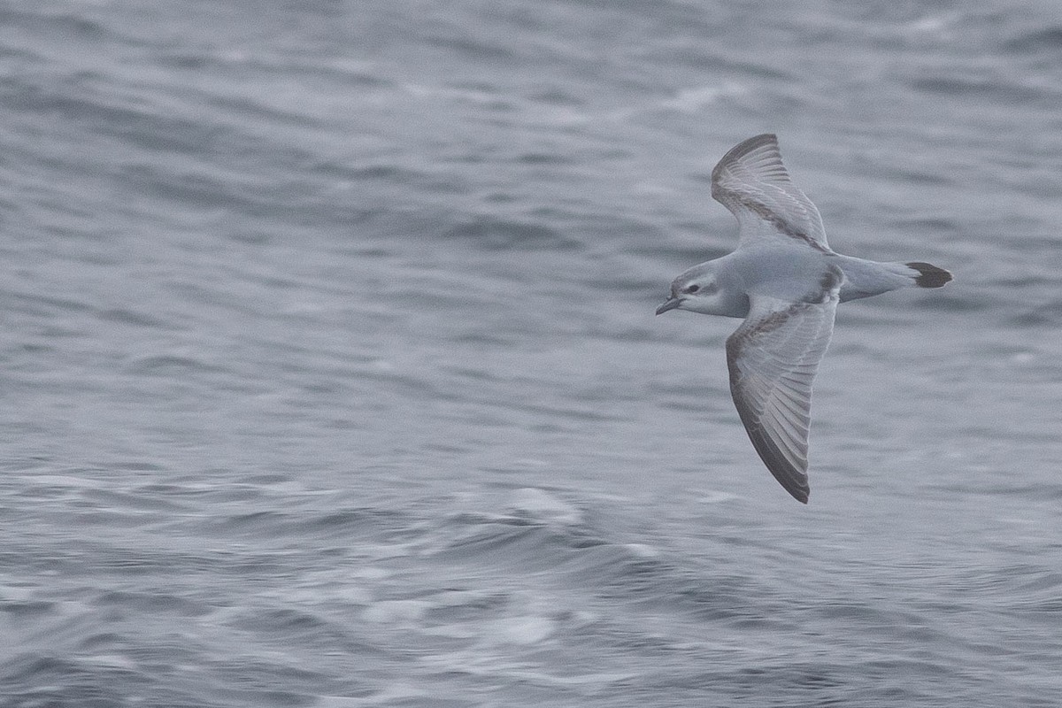 Fulmar Prion - Doug Gochfeld