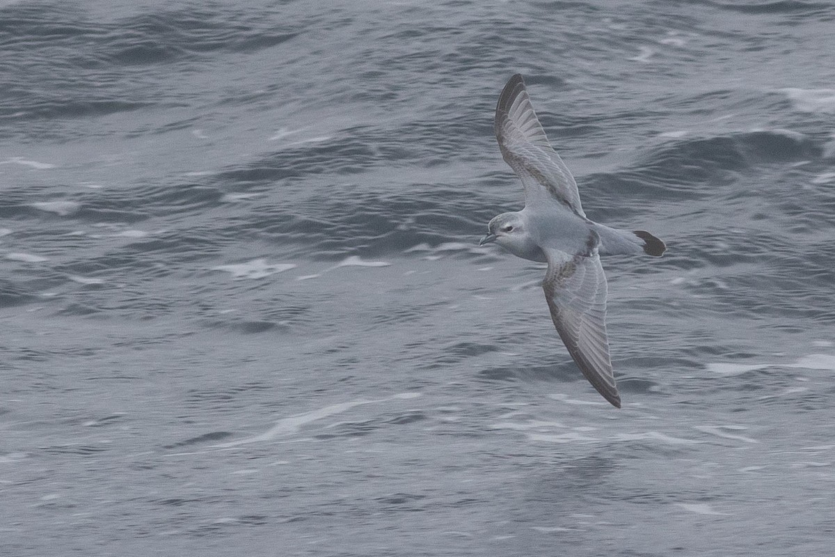 Fulmar Prion - ML364971391