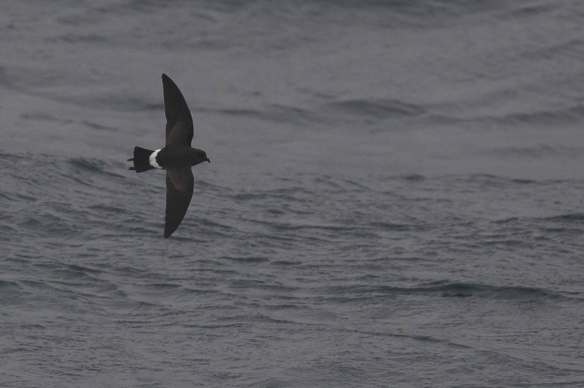 Black-bellied Storm-Petrel - Doug Gochfeld